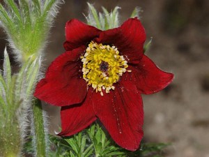 Sasanka (Pulsatilla) czerwona sadzonka zdjęcie 2