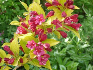 Krzewuszka (Weigela) Aurea sadzonka zdjęcie 2