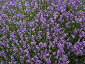 Lawenda sadzonka | odmiana Dark Hidcote Blue zdjęcie 2