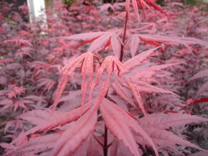 Klon palmowy (Acer palm.) Bloodgood c4 zdjecie 2