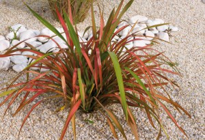 Len nowozelandzki (Phormium tenax) Jester zdjęcie 2
