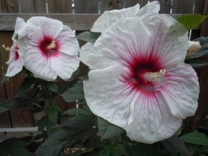 Hibiskus bylinowy (Hibiscus moscheutos) Kopper King zdjęcie 4