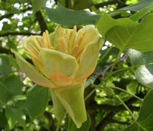 Tulipanowiec amerykański (Liriodendron)  rozwinięte kwiaty pośród liści