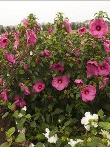 Hibiskus bylinowy (Hibiscus moscheutos) Jazzberry Jam zdjęcie 4