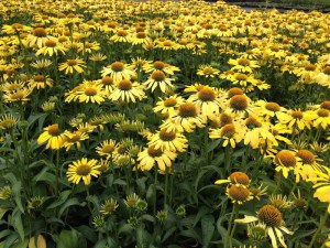 Jeżówka purpurowa (Echinacea) Cleopatra zdjęcie 2