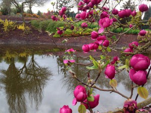 Magnolia Black Tulip rewelacyjna c4 zdjęcie 2