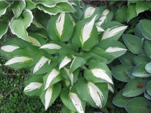Funkia (Hosta) Lakeside Spellbinder zdjęcie 2