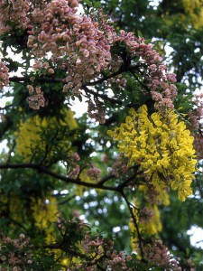 Laburnocytisus Adama (Laburnocytisus adamii) zdjęcie 2