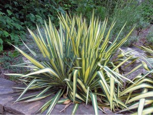 Juka Colour Guard (Yucca filamentosa) 3