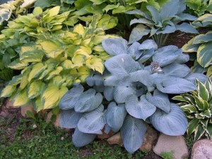 Funkia (Hosta) Skylight zdjęcie 2