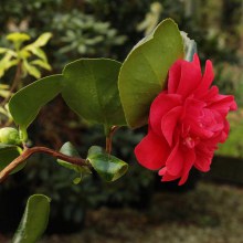 Kamelia japońska (Camellia japonica) Curly Lady zdjęcie 1