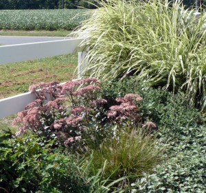 Rozchodnik ogrodowy (Sedum hybridum) Matrona zdjęcie 2