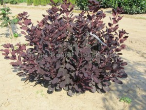 Perukowiec podolski ( Cotinus cogg.) Lilla c2 zdjęcie 2