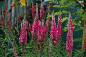 Przetacznik kłosowy (Veronica Spicata) Red Fox zdjęcie 2