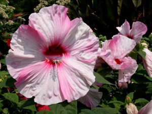 Hibiskus bylinowy (Hibiscus moscheutos) Nippon Blush zdjęcie 2