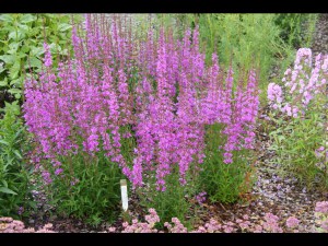 Krwawnica rózgowata (Lythrum virgatum) Dropmore Purple 2