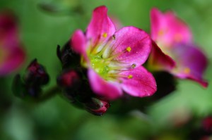 Skalnica Arendsa (Saxifraga arendsii) Peter Pan zdjęcie 4