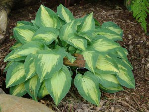 Funkia (Hosta) Fantasy Island sadzonka zdjęcie 2