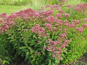 Sadziec dęty (Eupatorium) Baby Joe 3