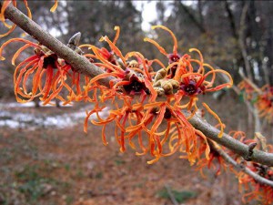Oczar pomarańczowy (Hamamelis) Jelena c4 zdjęcie 2
