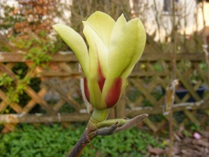 Magnolia pośrednia (Magnolia soulangeana) Sunrise zdjęcie 2