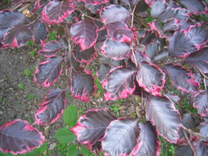 Buk trójkolorowy (Fagus Purpurea) Tricolor c4 zdjęcie 2