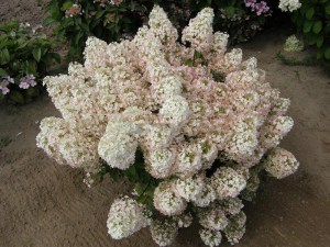 Hortensja bukietowa (Hydrangea paniculata) Bobo c2 zdjęcie 2