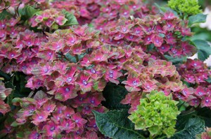 Hortensja ogrodowa (Hydrangea macrophylla) Schloss Wackerbarth SAXON c3 zdjęcie 2
