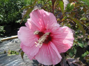 Hibiskus bylinowy (Hibiscus) Summer Storm zdjęcie 4