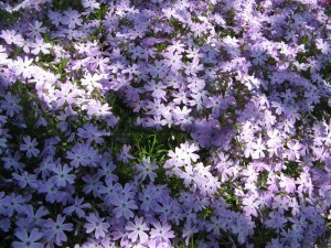 Floks szydlasty (Phlox subulata) Emerald Cushion Blue c1 zdjęcie 2