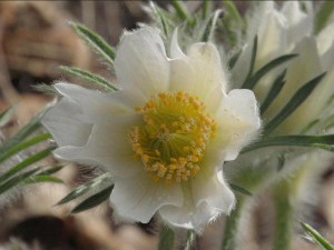 Sasanka (Pulsatilla) biała sadzonka zdjęcie 2