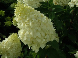 Hortensja bukietowa Polar Bear Hydrangea c3 zdjęcie 2