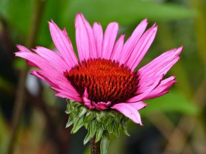 Jeżówka purpurowa (Echinacea) Fatal Attraction zdjęcie 4
