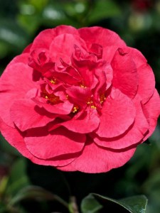Kamelia japońska (Camelia japonica) Kramers Surprise c4 zdjęcie 2