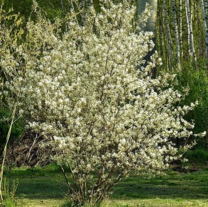 Świdośliwa (Amelanchier) Ballerina c1 zdjęcie 2