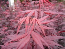 Klon palmowy (Acer palm.) Bloodgood c10 zdjecie 2