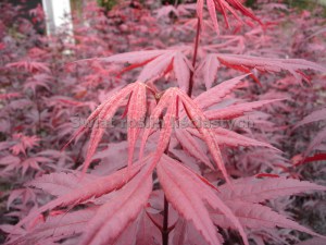 Klon palmowy (Acer palm.) Bloodgood c10 zdjecie 2