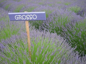 Lawenda pośrednia (Lavendula intermedia) Grosso zdjęcie 2