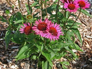 Jeżówka purpurowa (Echinacea) Vintage Vine zdjęcie 2