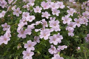 Bodziszek - Geranium Pink Pouffe 2
