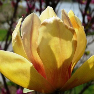 Magnolia Sunsation sadzonka zdjęcie 1