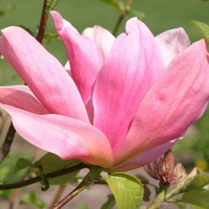 Magnolia Daybreak c5 zdjęcie 1