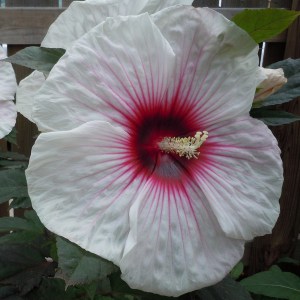 Hibiskus bylinowy (Hibiscus moscheutos) Kopper King zdjęcie