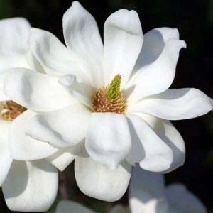 Magnolia naga (Magnolia denudata) Double Diamond zdjecie 1