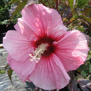 Hibiskus bylinowy (Hibiscus) Summer Storm zdjęcie 1