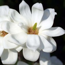 Magnolia naga (Magnolia denudata) Double Diamond c5 zdjęcie 1