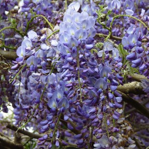 Glicynia chińska (Wisteria chinensis) Amethyst c2 zdjęcie 1