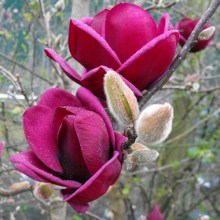 Magnolia Genie - powtarza kwitnienie c4 zdjęcie 1