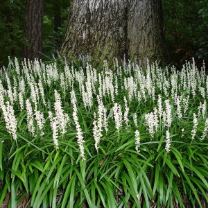 Liriope szafirkowe (Liriope muscari) Monroe White zdjęcie 1