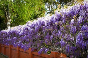 Glicynia chińska (Wisteria chinensis) Amethyst c2 zdjęcie 2